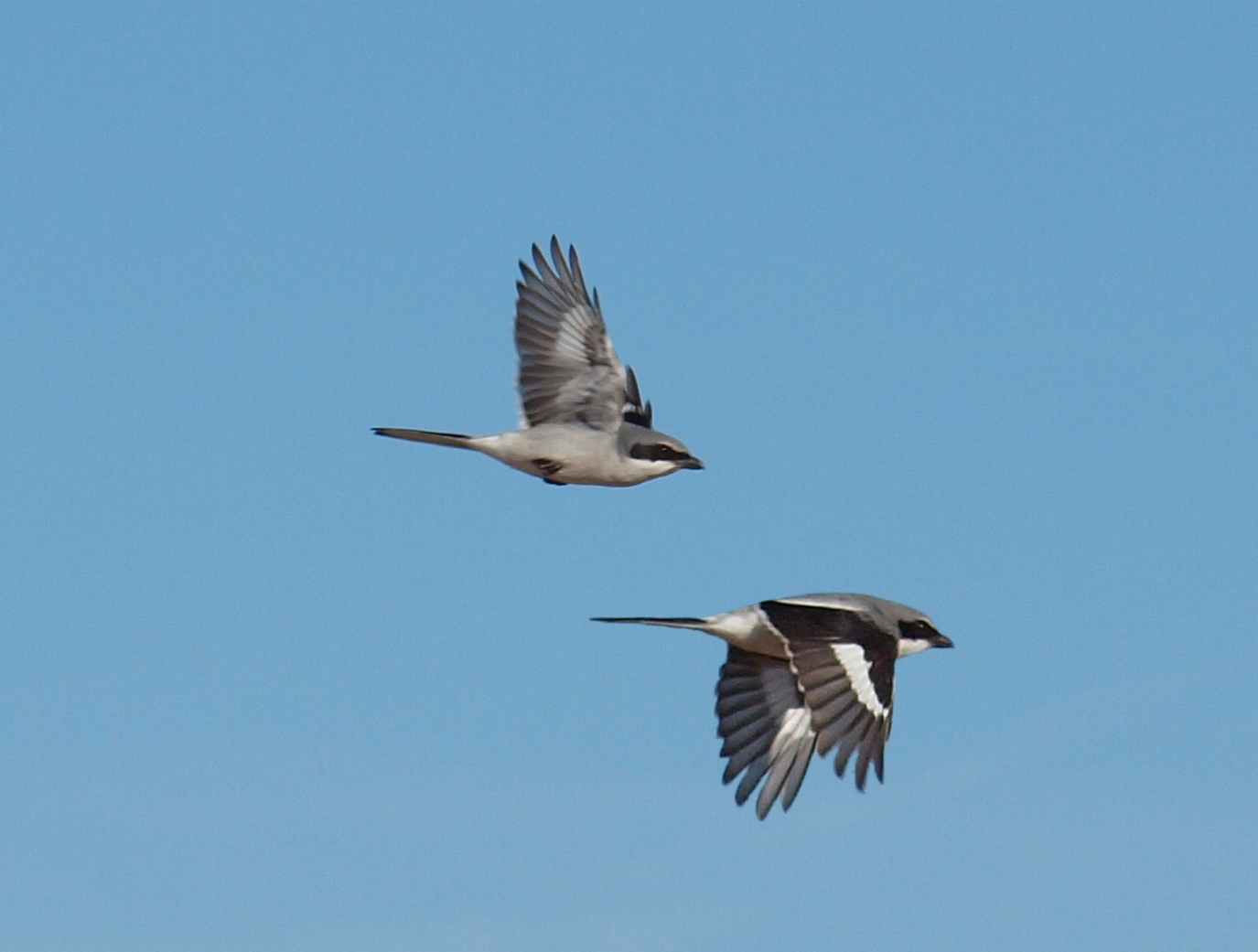 Shrike Image 2